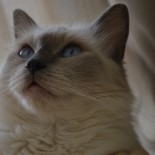 Idylle - 2 ans - Chatterie Ragdolls du Val de Beauvoir